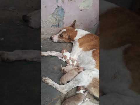 ❤️❤️❤️??? cute puppies