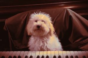 dog playing piano | dog lover | dog reaction | cute dog | animal reaction | doggy video