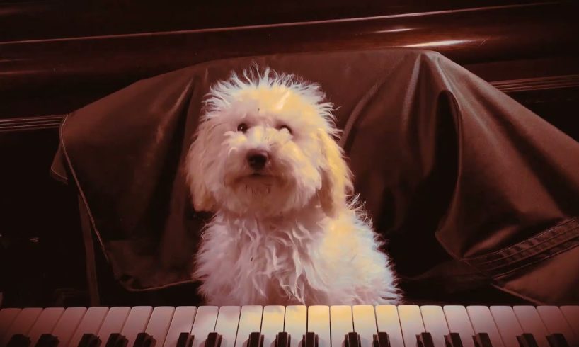 dog playing piano | dog lover | dog reaction | cute dog | animal reaction | doggy video