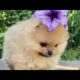 funny dogs video || cute puppies ?