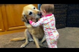 funny videos | animals playing with babies | funny monkeys | funny dogs and cats