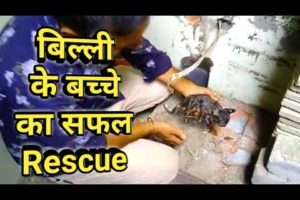 kitten 🐈 Rescue | animals rights | Animal Rescue | animal rescue videos | Kittens meowing | peta