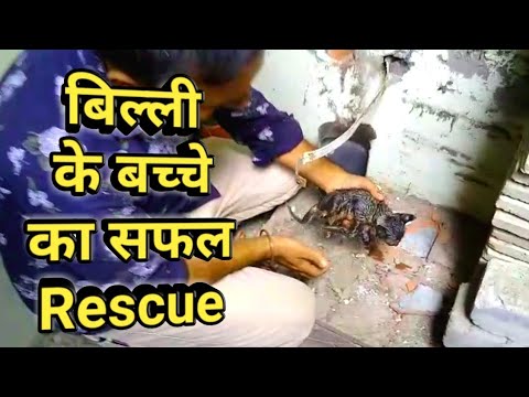 kitten 🐈 Rescue | animals rights | Animal Rescue | animal rescue videos | Kittens meowing | peta