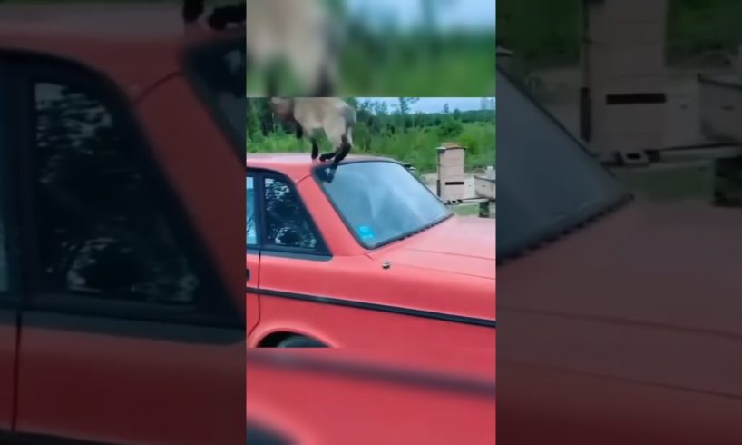 little goats playing and jumping on car🐐 Animal kingdom!#shorts #animals #petlovers