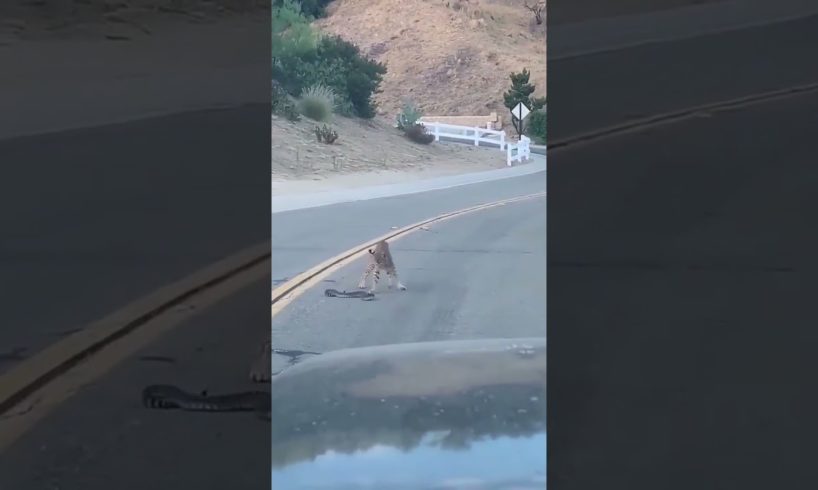 #natural #animal #fight #bobcat