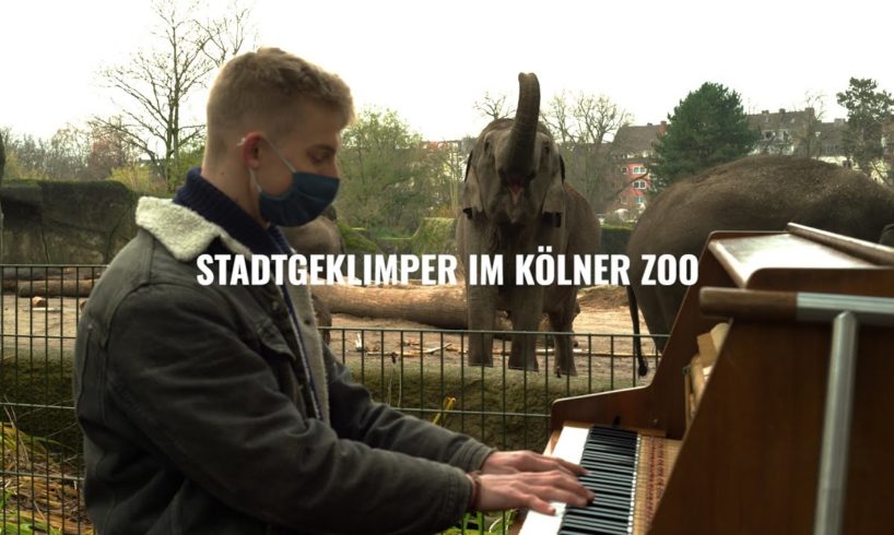 "Animals and the power of music" - Stadtgeklimper im Kölner Zoo