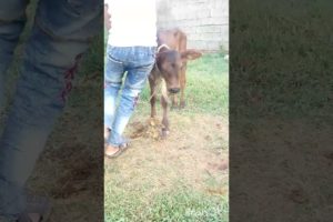 #shorts baby cow playing and jumping | Cow Videos For Children | cute animals |Cute Cows
