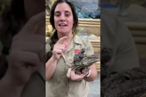 #shorts snake repellent cobra quotes stranger pubg animal rescue videos
