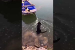 the dog rescues his friend from the boat (a true friend)