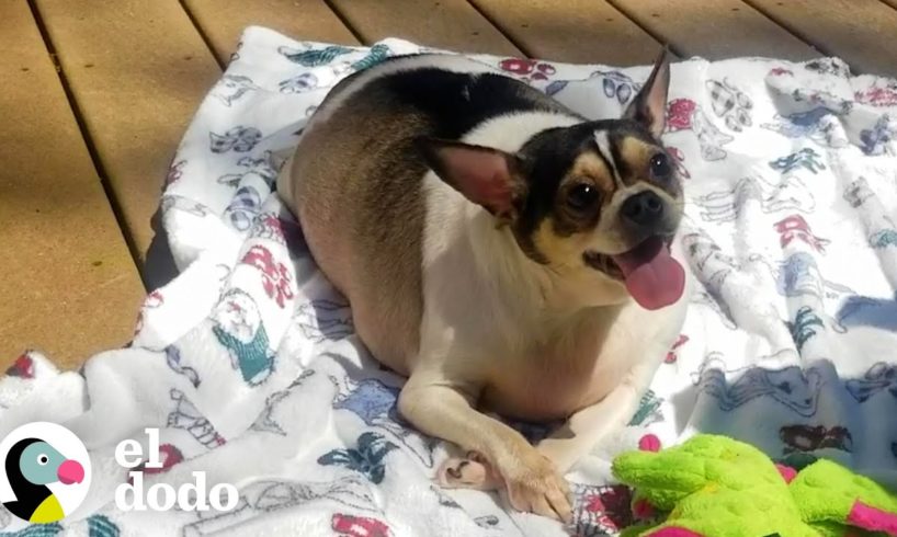 ¡Chihuahua obeso pierde la mitad de su peso! | El Dodo