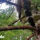 ¡Gato se atora en lo alto en un árbol! | El Dodo