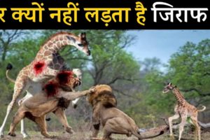 इन जानवरों की लड़ाई दैत्यों की लड़ाई से कम नहीं || Animal Fights Caught On Camera || Lion vs Giraffe