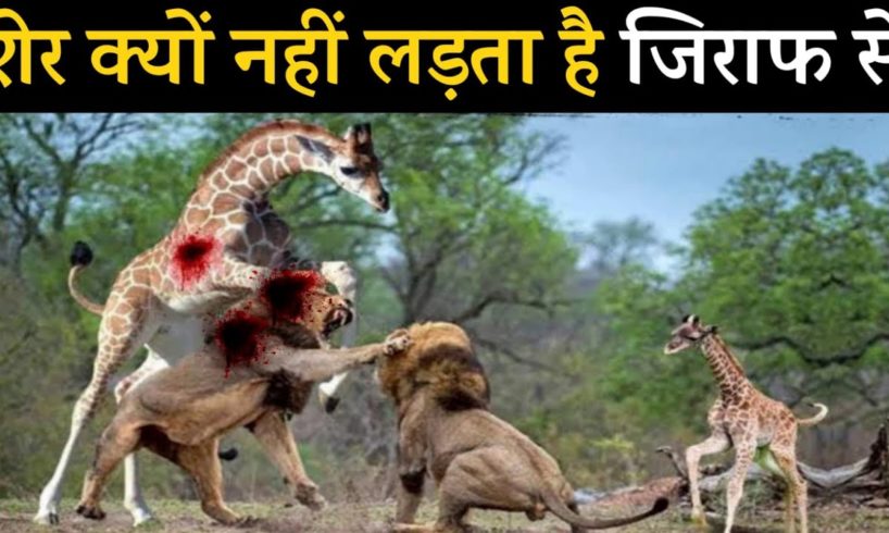 इन जानवरों की लड़ाई दैत्यों की लड़ाई से कम नहीं || Animal Fights Caught On Camera || Lion vs Giraffe