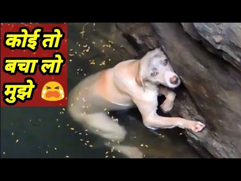 मुझे कोई तो बचा लो 😭 Dog rescue | Animal rescue story (part-4) #Shorts #Animal_Love_care ❤️