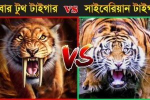 কে জিতবে SIBERIAN TIGER vs SABER TOOTHED TIGER | Most Powerful Animal Fight - Who Would Win ?