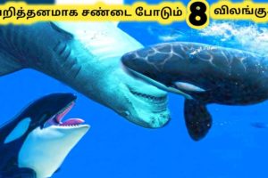 சண்டை போடும் விலங்குகள் || Eight Amazing Animal Fights || Tamil Galatta News
