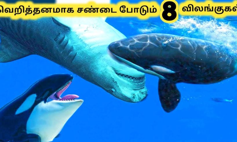 சண்டை போடும் விலங்குகள் || Eight Amazing Animal Fights || Tamil Galatta News