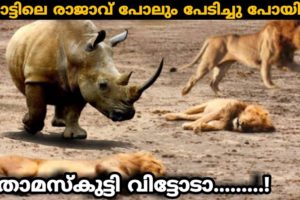 തോമസ്കുട്ടി വിട്ടോടാ...... | Crazy Animal Fights Caught On Camera | Malayalam | Razin Visuals