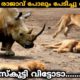 തോമസ്കുട്ടി വിട്ടോടാ...... | Crazy Animal Fights Caught On Camera | Malayalam | Razin Visuals