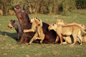 ᴴᴰ Most Amazing Wild Animal Fights?Big Battle Animals Real Fight Gorilla,Bear,Lion Fight HD 2017