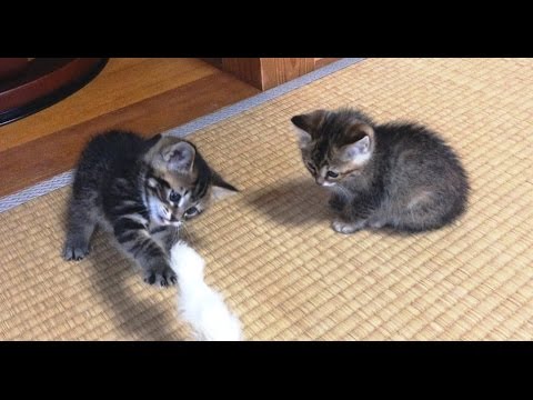 子猫２匹が遊びに来た【かわいい子猫】Two animals kitten came to play