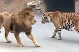 10 Animals That Can Defeat A Lion - Lion VS Prey - Lion VS Predator - Askal