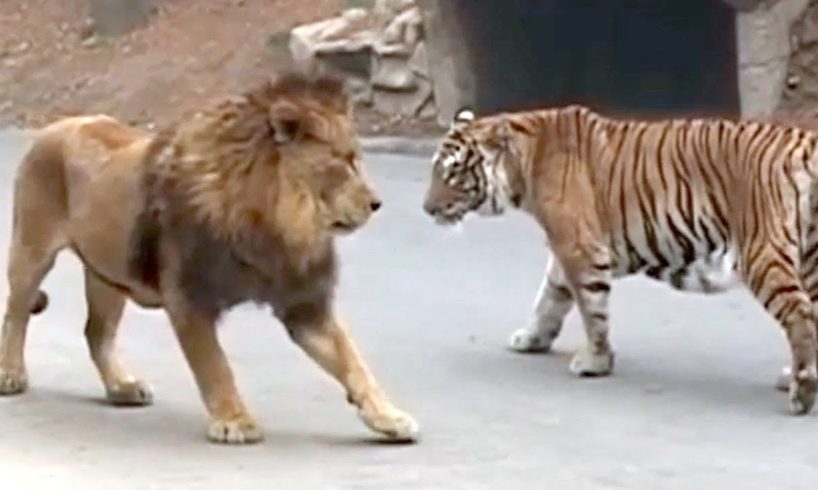 10 Animals That Can Defeat A Lion - Lion VS Prey - Lion VS Predator - Askal