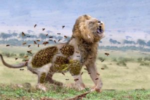 10 CRAZIEST ANIMAL FIGHTS CAUGHT ON CAMERA