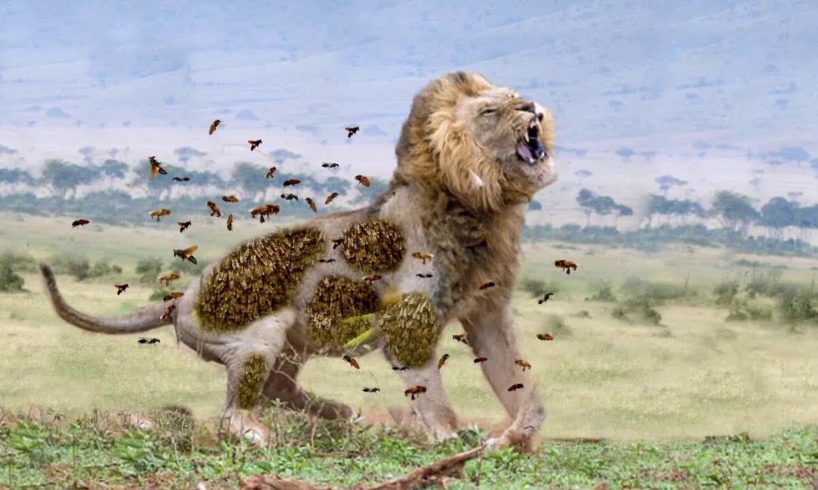 10 CRAZIEST ANIMAL FIGHTS CAUGHT ON CAMERA