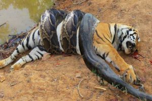 10 Craziest Animal Fights Caught On Camera - Buffalo vs Lion, Cheetah, Hippo - Python Vs Tiger