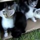 10 Kittens 1st Day Outside - Cute Cats Playing - Adorable Animals