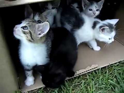 10 Kittens 1st Day Outside - Cute Cats Playing - Adorable Animals