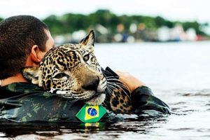 10 MOST INSPIRING ANIMAL RESCUES