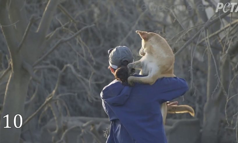 ๐ถ 10 Marvelous Animal Rescues ๐ป