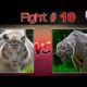 10 wild animal fights