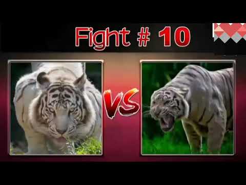 10 wild animal fights