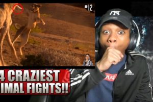 14 CRAZIEST Animal Fights Caught On Camera - Reaction!
