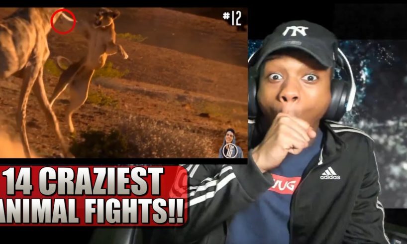 14 CRAZIEST Animal Fights Caught On Camera - Reaction!