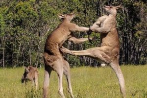 15 Animal Fights Caught On Camera