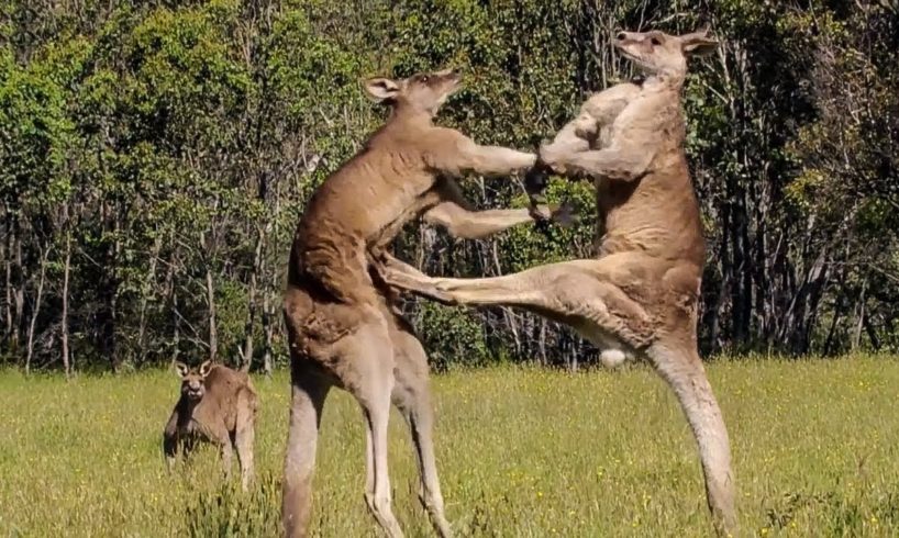 15 Animal Fights Caught On Camera