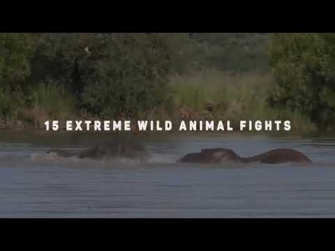 15 Extreme wild Animal fights