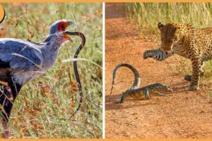 15 Insane Animal Battles Recorded On Camera