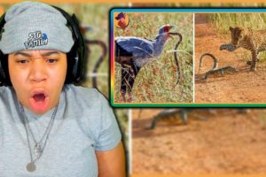 15 Insane Animal Battles Recorded On Camera.. That Bird Ate His Cousin!  😲