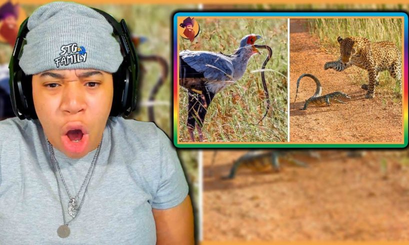 15 Insane Animal Battles Recorded On Camera.. That Bird Ate His Cousin!  😲