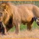 15 Merciless Moments When Male Lions Attack Their Prey