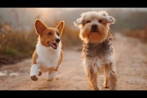 ❤So Cutest Puppies 🦮 Best Funny and Lovely Dog and Cat Videos 2021 🐈