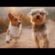 ❤So Cutest Puppies 🦮 Best Funny and Lovely Dog and Cat Videos 2021 🐈