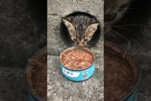 Daily Compilation  For Rescue Homeless Dogs and Cats, By Animals Hobbi 304