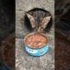 Daily Compilation  For Rescue Homeless Dogs and Cats, By Animals Hobbi 304