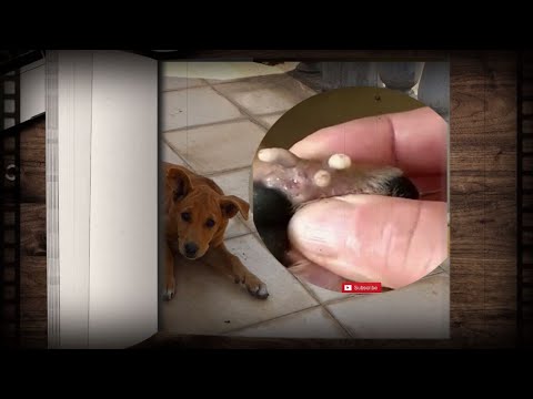How to clean stray dog from  a lot of mangoworms attacked! Animal rescue video #327